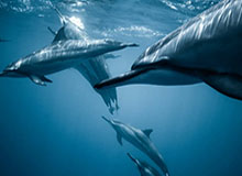 百家乐官网-【足协杯】鲁能总比分6比0卓尔晋级 决赛对阵苏宁